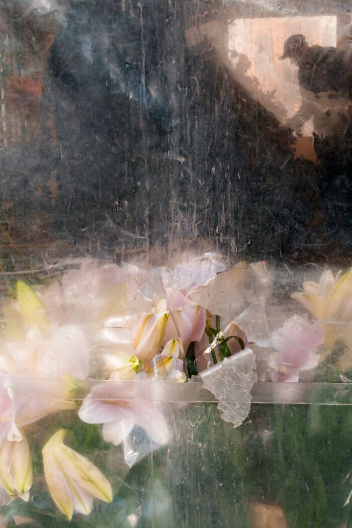 Flowers behind c*****d glass with a silhouette outside, capturing the essence of Oslo's streets.