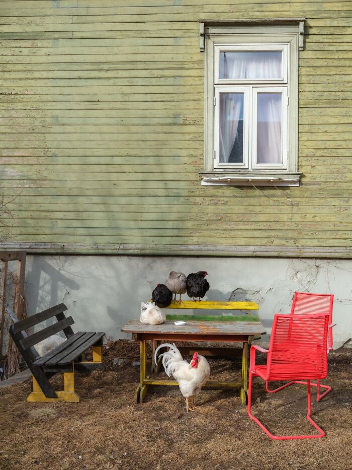 Chickens on a table, a rooster nearby, against a wooden house wall in Oslo street scene.