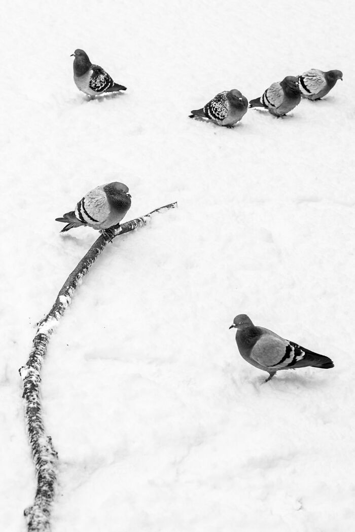 Pigeons on a snowy Oslo street, capturing the essence of street life.