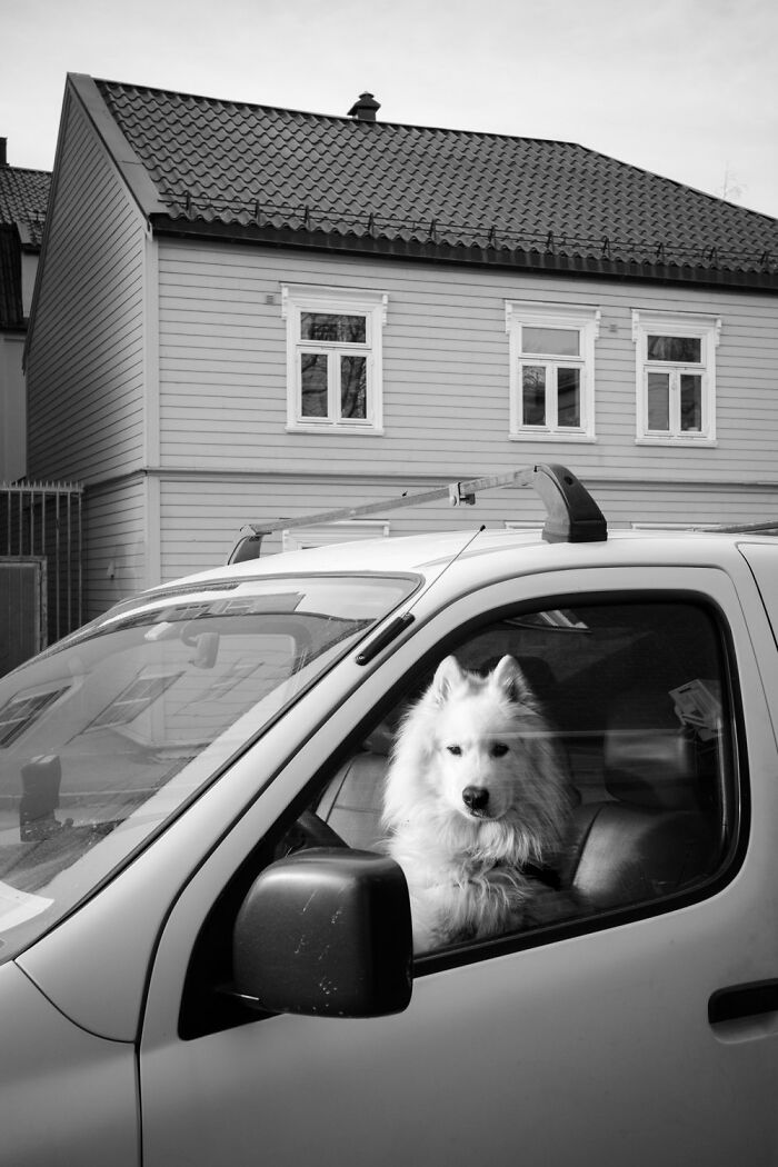 A white dog sits in a parked car, capturing the essence of Oslo streets with a traditional house in the background.