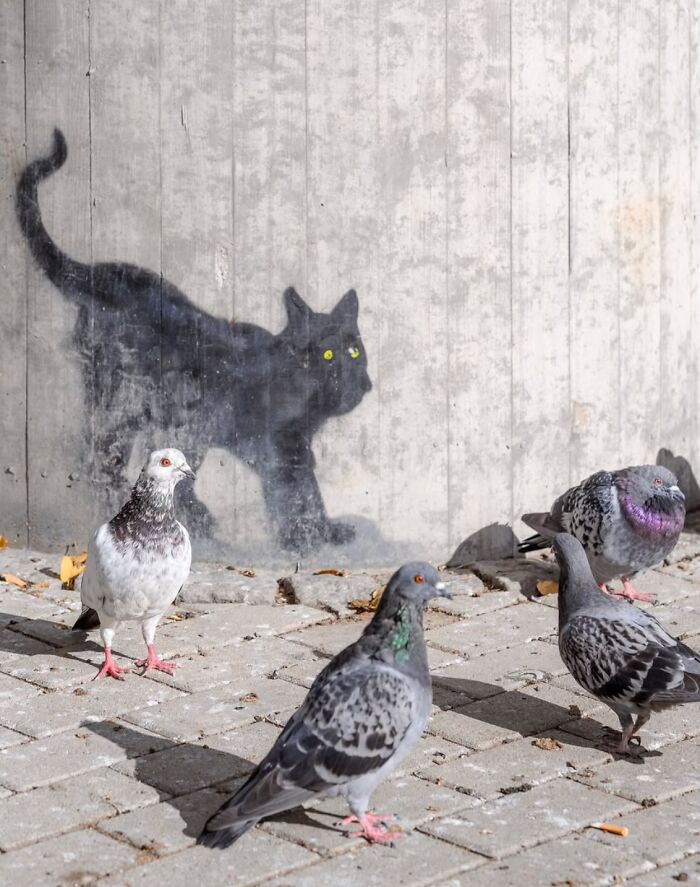 Pigeons on a sidewalk beside graffiti of a black cat, capturing the essence of Oslo and Stockholm’s streets.