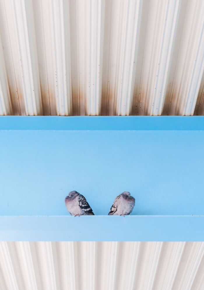 Pigeons perched on a blue beam, illustrating street life in Oslo and Stockholm.