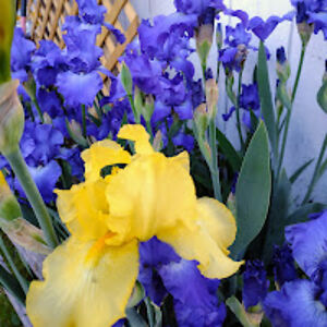 bobbiashley_1 avatar