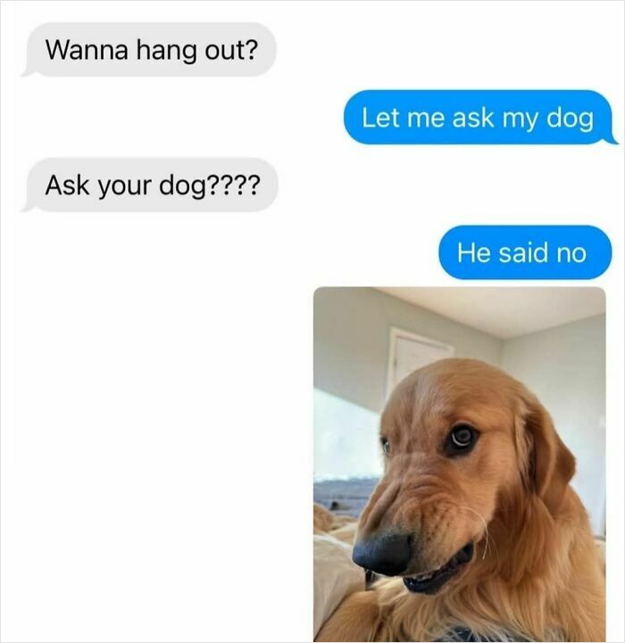 Dog saying no to hanging out in a funny meme conversation.