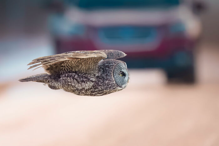 Great Grey Owl flying low in front of a blurred vehicle, captured by an award-winning nature photographer. Great Grey Owl flying low in front of a blurred vehicle, captured by an award-winning nature photographer.