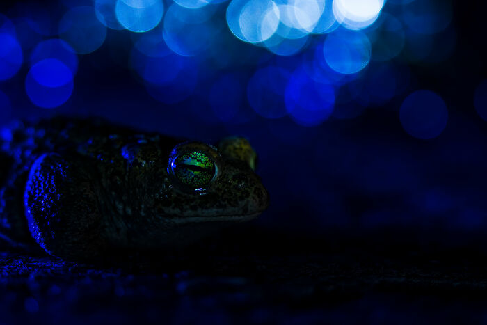 Close-up of a frog in a dimly lit, blue-hued environment, showcasing its vivid eye. Award-winning nature photography.