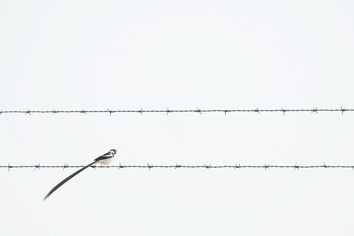 Small bird perched on barbed wire against a light sky, showcasing nature photography.