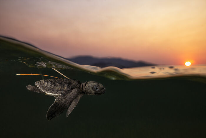 Award-winning nature photo of a baby sea turtle swimming at sunset, showcasing underwater and above water scenery.