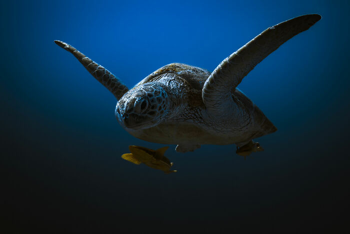 Sea turtle swimming gracefully in deep blue water, showcasing award-winning nature photography.