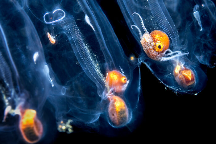 Orange marine creatures in clear water, capturing an award-winning shot in nature photography.