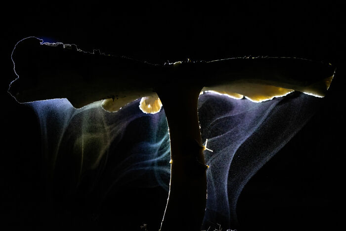 Creatively lit mushroom, showcasing details and textures, from the World Nature Photographer of the Year 2025.