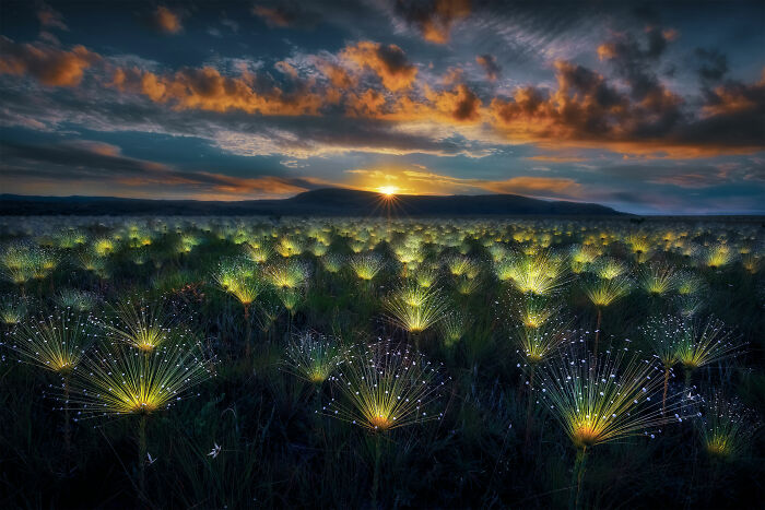 Glowing plants in a field at sunset, captured by an award-winning nature photographer.