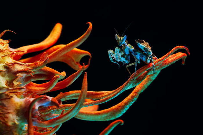 Award-winning nature photo of a vibrant mantis on a colorful, exotic plant against a black background.