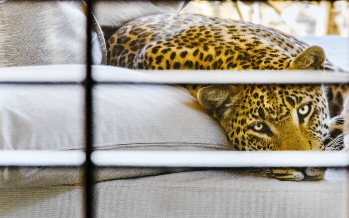 Leopard resting on a couch, captured in an award-winning nature photograph.