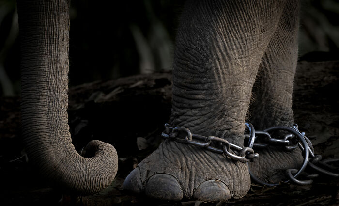 Elephant legs chained, highlighting a poignant moment in award-winning nature photography.