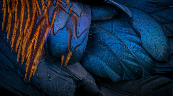 Close-up of vibrant bird feathers in blue and orange, highlighting nature photography excellence.