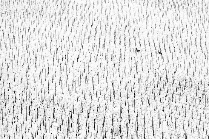 Award-winning nature photo of snow-covered vineyard with rows of bare vines and two deer.