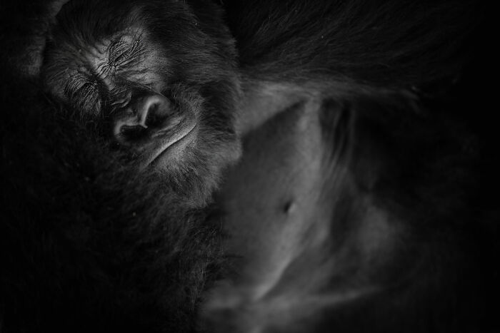 Sleeping gorilla in an award-winning nature photo, showcasing serene natural beauty.