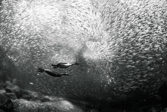 Underwater scene with two birds swimming through a swirling school of fish, showcasing nature photography skills.