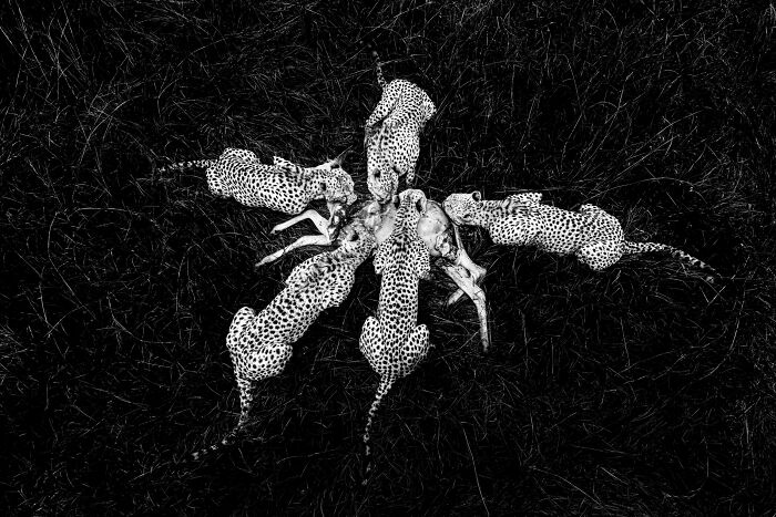 Award-winning nature photo of cheetahs feeding on prey, arranged in a circular pattern on grass.