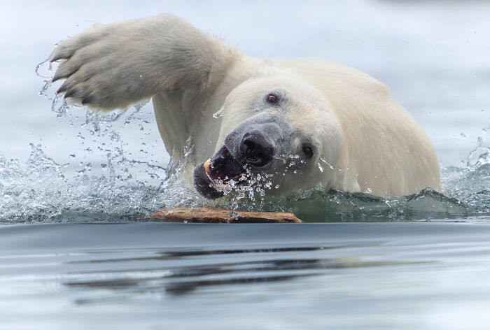 Polar bear splashing playfully in water, captured by an award-winning nature photographer.