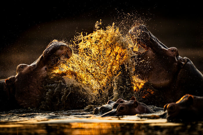 Hippos splashing water at sunset, captured by an award-winning nature photographer.