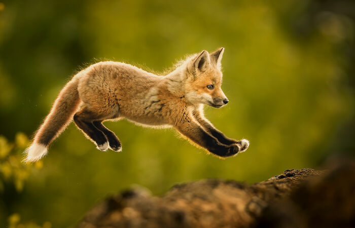 Young fox leaping in nature, captured in an award-winning photo by the World Nature Photographer of the Year 2025.