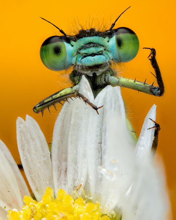 Close-up of a damselfly on a daisy, showcasing stunning detail, from World Nature Photographer of the Year 2025.