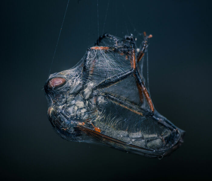 A dead insect entangled in a spider's web, captured by an award-winning nature photographer.