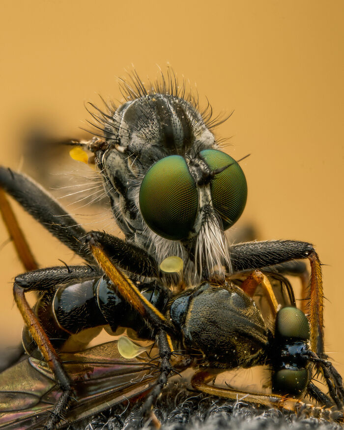 Close-up of an insect with vibrant green eyes, showcasing stunning detail, from a world nature photography award.