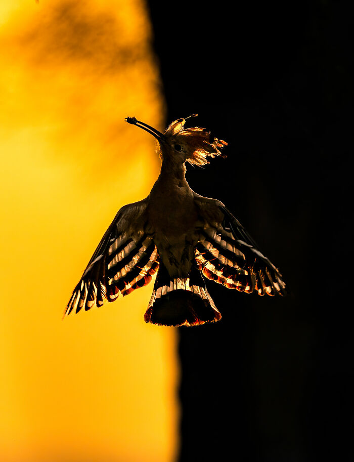 Silhouetted bird in flight against a vibrant orange backdrop, capturing a moment in nature photography.