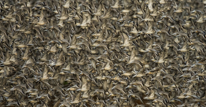Flock of birds in flight, showcasing nature's beauty. Award-winning World Nature Photographer capture.