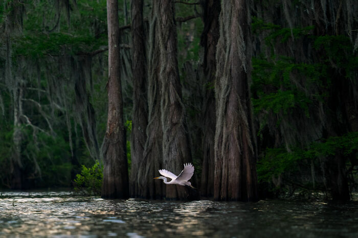 Award-winning nature photo of a white bird flying over water with tall trees in the background. Award-winning nature photo of a white bird flying over water with tall trees in the background.