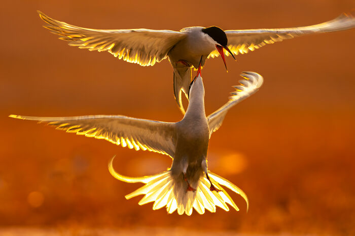 Two birds mid-flight against an orange sky, showcasing award-winning nature photography.