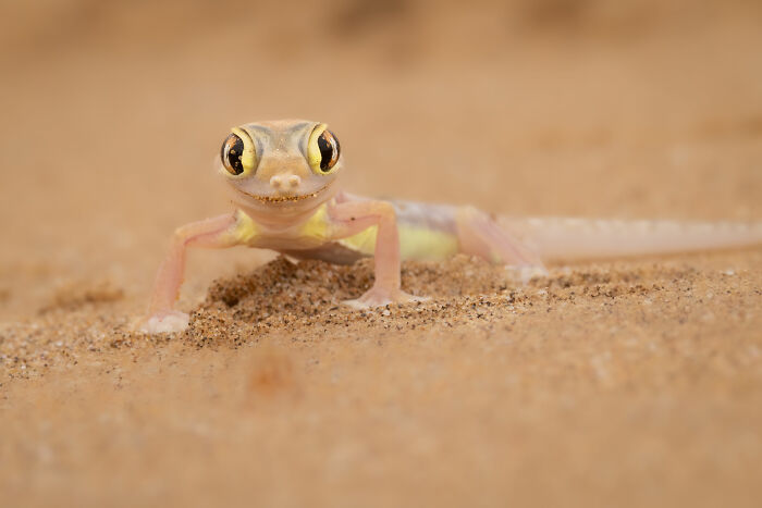 A gecko in sandy habitat, captured for World Nature Photographer of the Year.