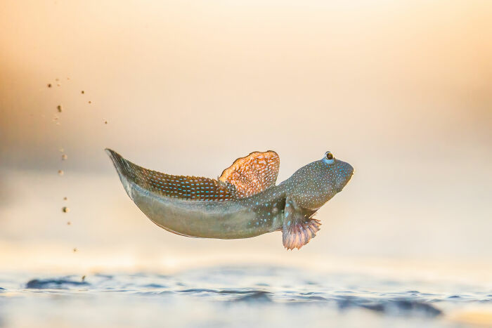 Mudskipper leaping above water at sunset, capturing award-winning nature photography in stunning detail.
