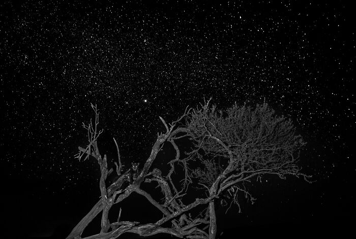 Award-winning nature photo of a tree silhouette against a starry night sky.