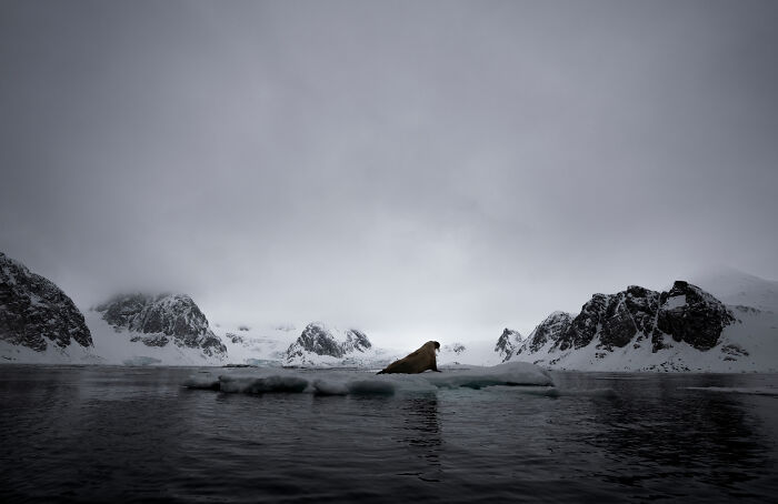 Sea lion on iceberg in dramatic Arctic landscape, showcasing nature's majesty in award-winning photography.
