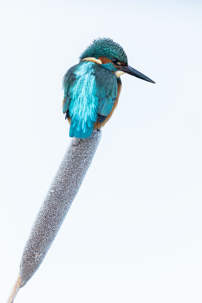 Kingfisher perched on a frosted reed, showcasing vibrant blue and orange plumage. Award-winning in nature photography.
