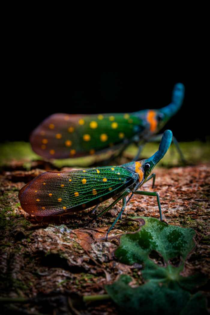 Two colorful insects on a log, captured by a World Nature Photographer award winner.