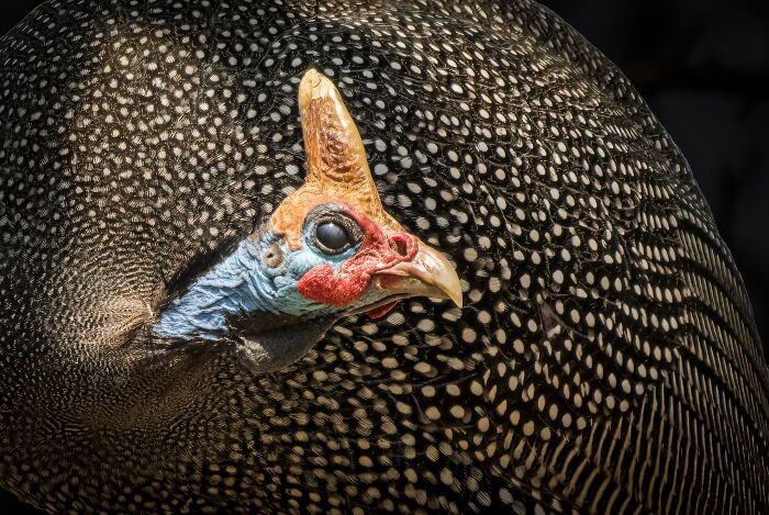 Close-up of a colorful bird with a spotted pattern, highlighting nature photography excellence.