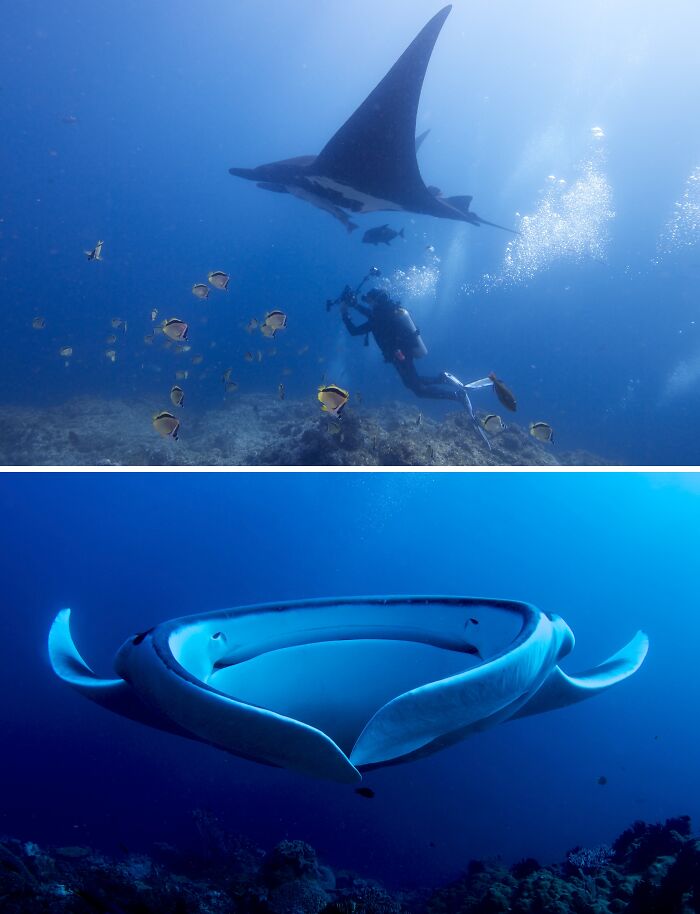 A diver observes one of the largest underwater creatures, a giant manta ray, swimming among colorful fish in the ocean.