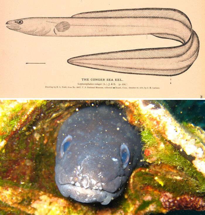 Illustration and photo of a Conger Sea Eel, one of the largest underwater creatures, hiding among colorful coral.