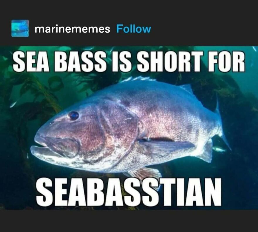 Funny puncrastination meme with a sea bass labeled "Seabasstian" underwater.