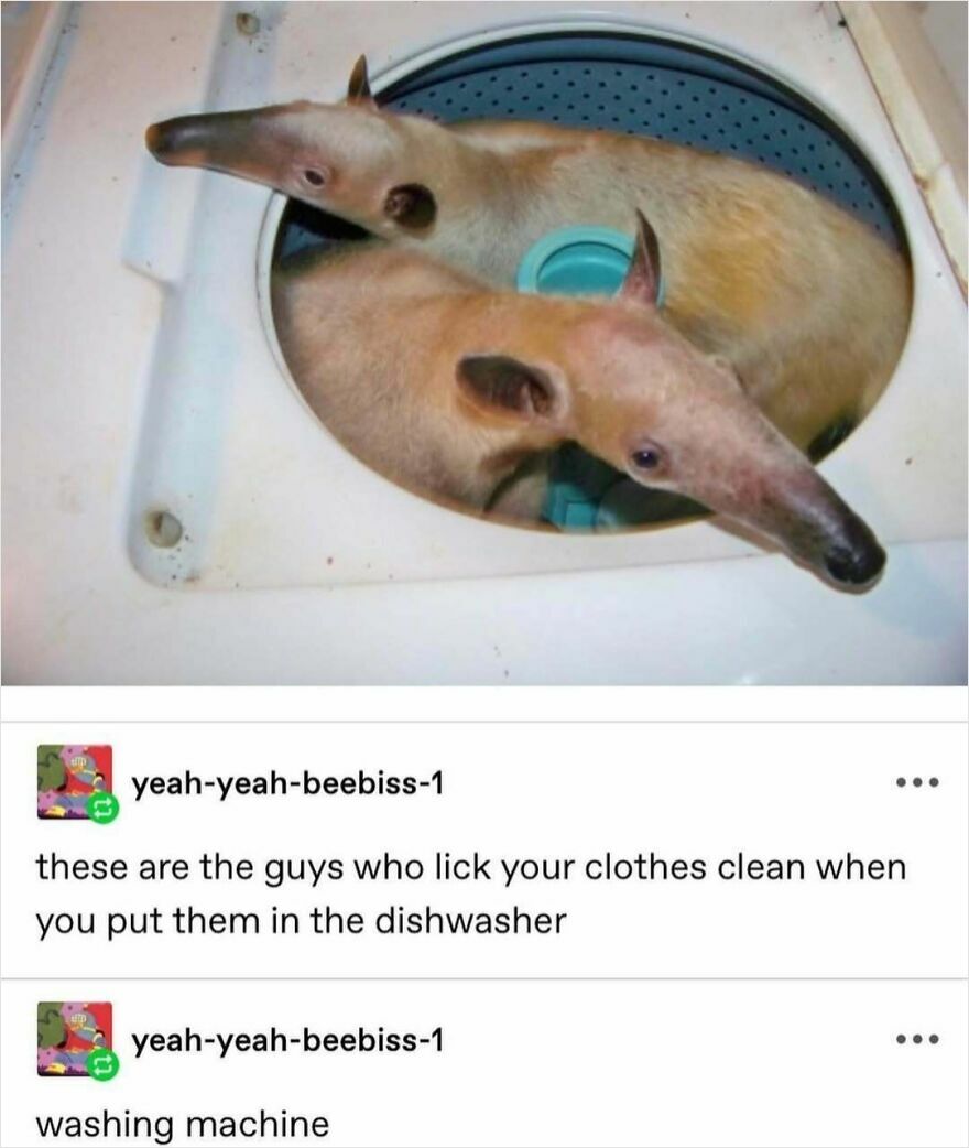Funny puncrastination meme with anteaters in a washing machine.