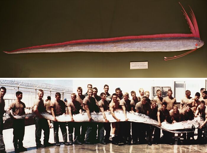A group of people holding a large oarfish, one of the largest underwater creatures.