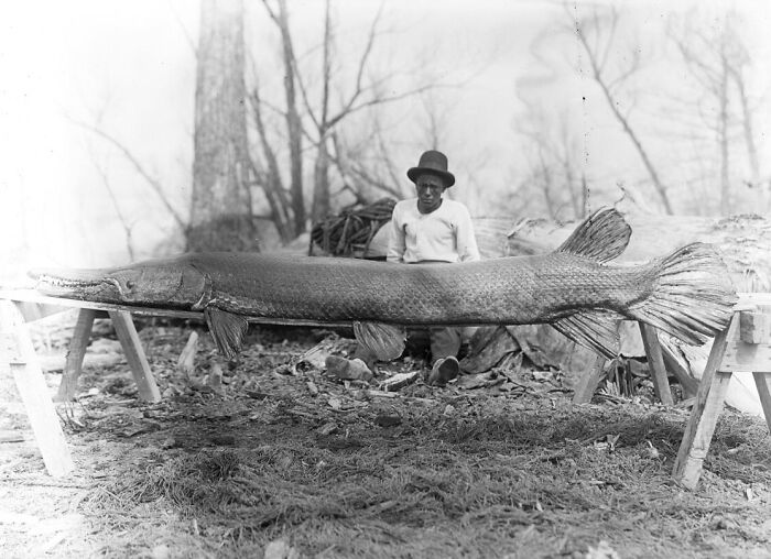 Alligator Gar