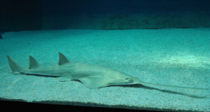 Longcomb Sawfish