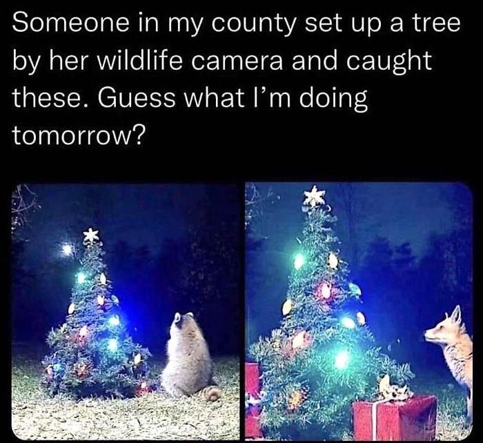 Wildlife seen near a decorated Christmas tree in a forest setting, showcasing uplifting holiday spirit.