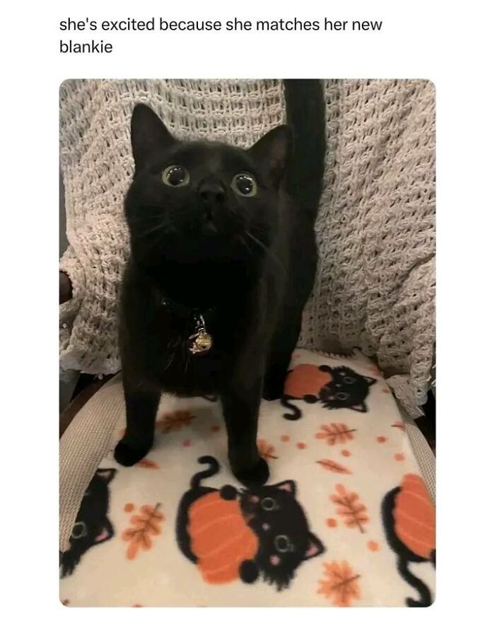 A black cat on a matching blanket, conveying daily dose of positivity with its adorable expression.